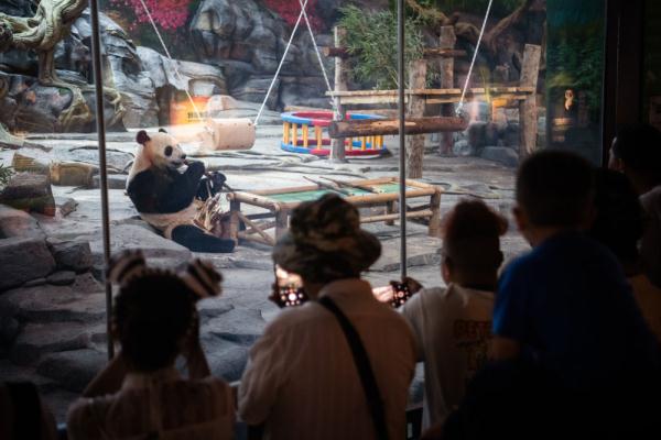 武汉：130余种珍稀动物安新家 大熊猫掀起动物园文旅热