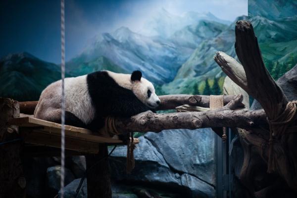 武汉：130余种珍稀动物安新家 大熊猫掀起动物园文旅热