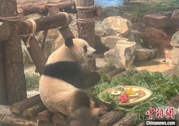 杭州动物园推出月饼宴 大熊猫、马来熊开启“吃播”模式