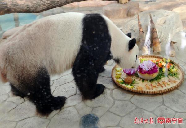 多图来袭！看南宁动物园萌宠“花式”过节