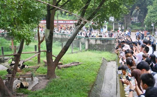 重庆动物园6只大熊猫要搬新家啦! 重庆动物园6只大熊猫要搬新家啦!