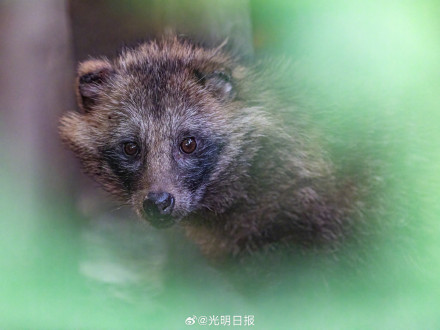 10月起上海禁止投喂野生动物