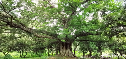 深圳现有在册古树名木1707株