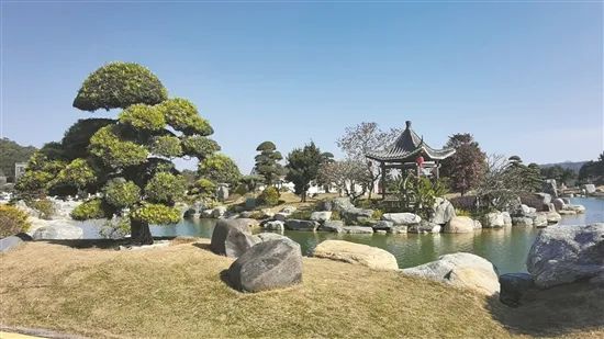 特色文旅注活力 岭南盆景成网红