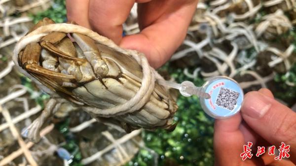 各大产区大闸蟹产量普涨,今年大闸蟹价格降10% 各大产区大闸蟹产量普涨,今年大闸蟹价格降10%