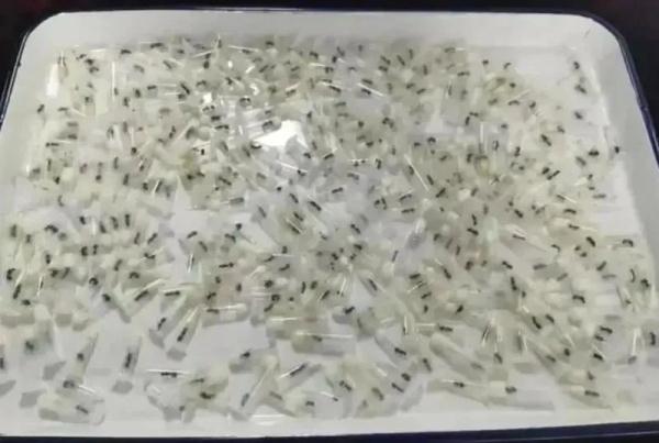 狗等传统宠物的杂色弓背蚁,平和弓背蚁截获的蚂蚁品种为经鉴定各类