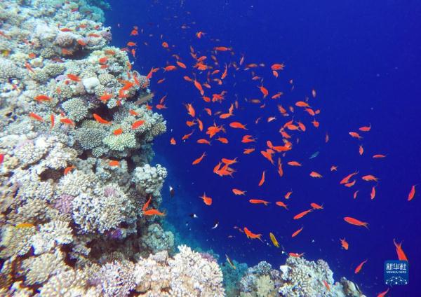 埃及达哈布：蓝洞里的“珊瑚世界”