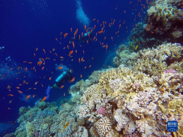埃及达哈布：蓝洞里的“珊瑚世界”