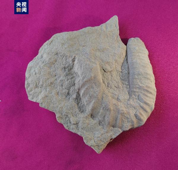 距今2.2亿年三叠纪鲨鱼化石和500万年前植物化石长啥样?最新科考成果来了 距今2.2亿年三叠纪鲨鱼化石和500万年前植物化石长啥样?最新科考成果来了