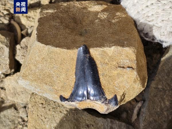 距今2.2亿年三叠纪鲨鱼化石和500万年前植物化石长啥样?最新科考成果来了 距今2.2亿年三叠纪鲨鱼化石和500万年前植物化石长啥样?最新科考成果来了