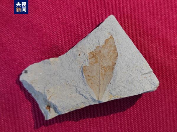 距今2.2亿年三叠纪鲨鱼化石和500万年前植物化石长啥样?最新科考成果来了 距今2.2亿年三叠纪鲨鱼化石和500万年前植物化石长啥样?最新科考成果来了