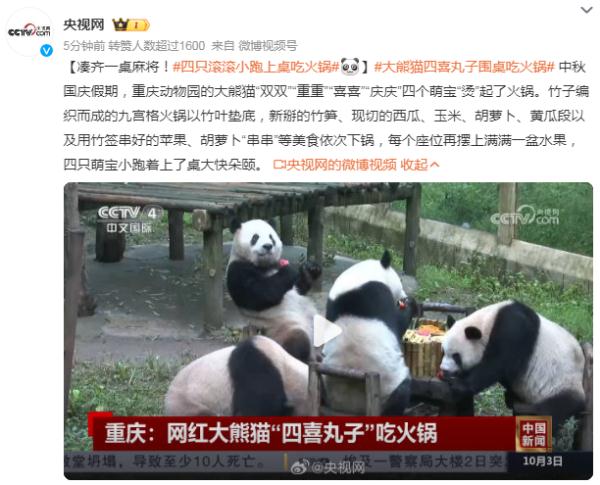 重庆:网红大熊猫“四喜丸子”吃火锅 重庆:网红大熊猫“四喜丸子”吃火锅
