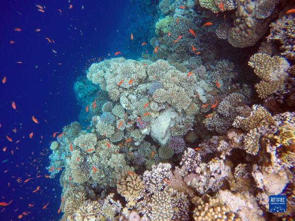 埃及达哈布：蓝洞里的“珊瑚世界”