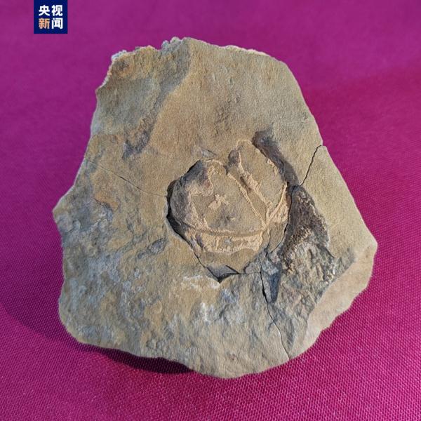 距今2.2亿年三叠纪鲨鱼化石和500万年前植物化石长啥样?最新科考成果来了 距今2.2亿年三叠纪鲨鱼化石和500万年前植物化石长啥样?最新科考成果来了