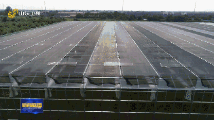 山东种出最甜枣王含糖量超梨2倍