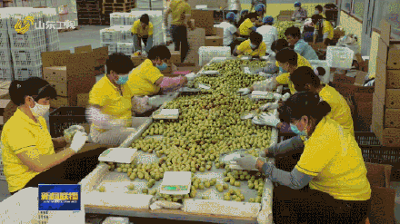 山东种出最甜枣王含糖量超梨2倍