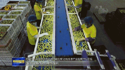 山东种出最甜枣王含糖量超梨2倍