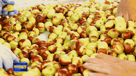 山东种出最甜枣王含糖量超梨2倍