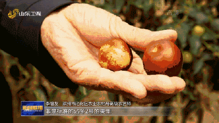 山东种出最甜枣王含糖量超梨2倍