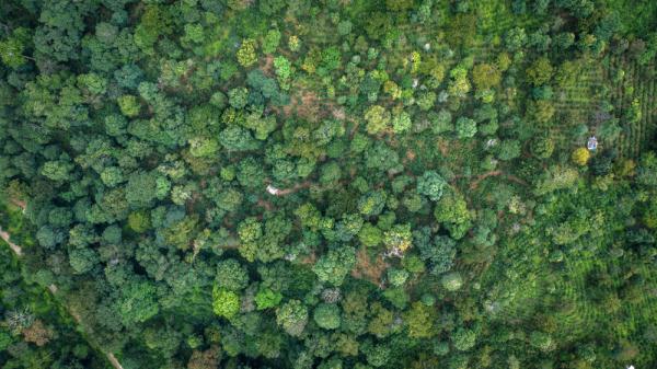 新晋世界遗产地景迈山迎来旅游打卡热潮