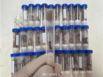 上海浦东国际机场海关截获1.3万余只活体蚂蚁