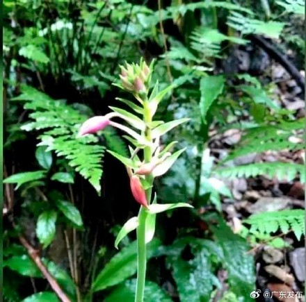 韶关翁源发现野生长距虾脊兰 韶关翁源发现野生长距虾脊兰