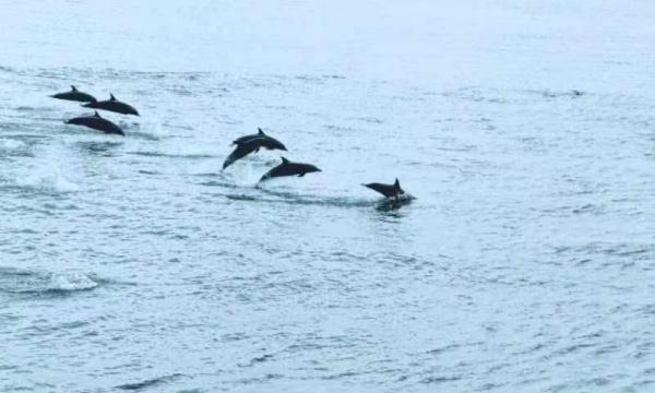节日伴航 海警局巡逻途中遇见大批海豚