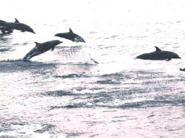 节日伴航 海警局巡逻途中遇见大批海豚