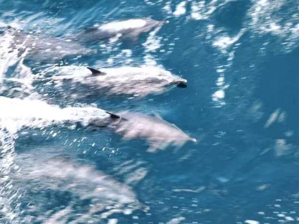 节日伴航 海警局巡逻途中遇见大批海豚
