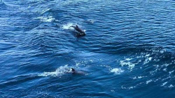 节日伴航 海警局巡逻途中遇见大批海豚