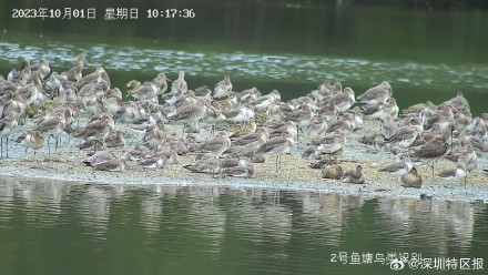 “鸟挤鸟”“排排睡”！深圳湾迎来今年首批南迁候鸟