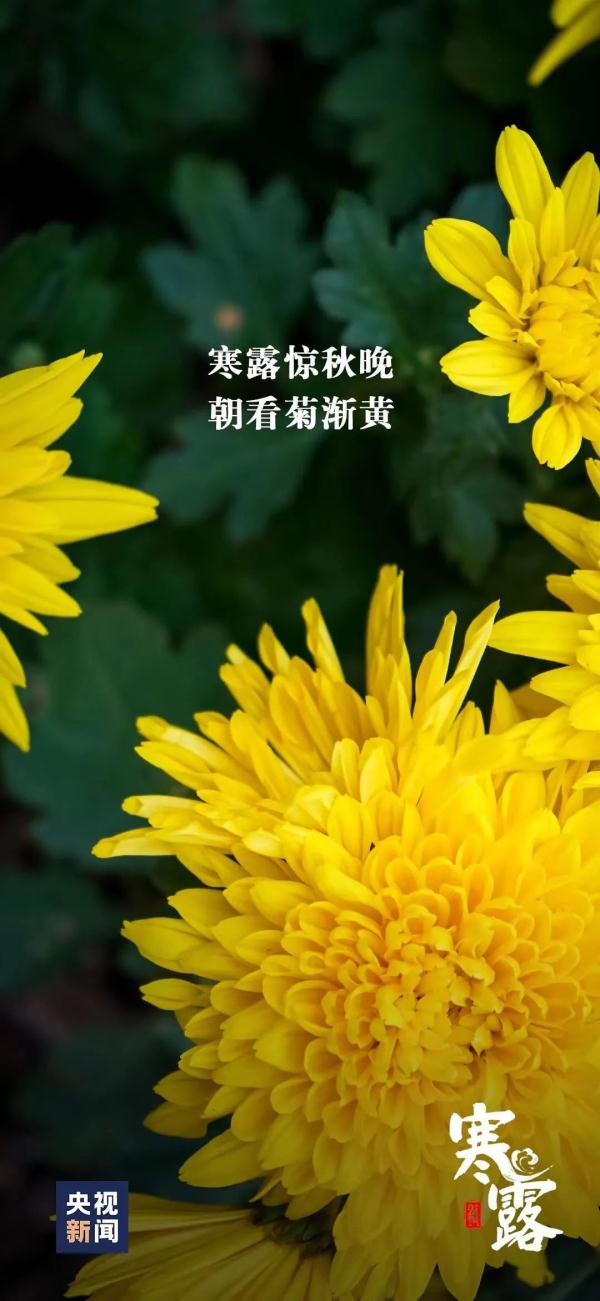 今日寒露 | 注意养生