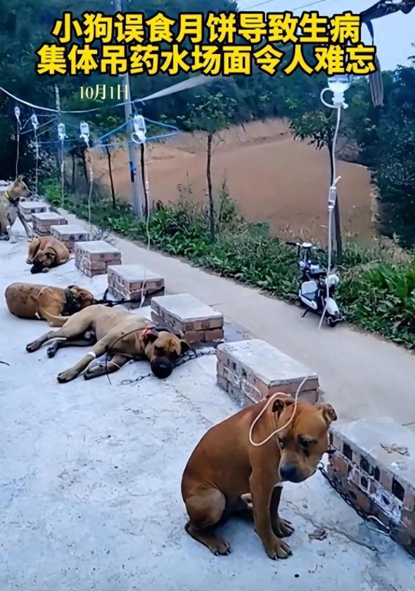 心疼又好笑!狗狗集体趴地打吊针,原来因为... 心疼又好笑!狗狗集体趴地打吊针,原来因为...