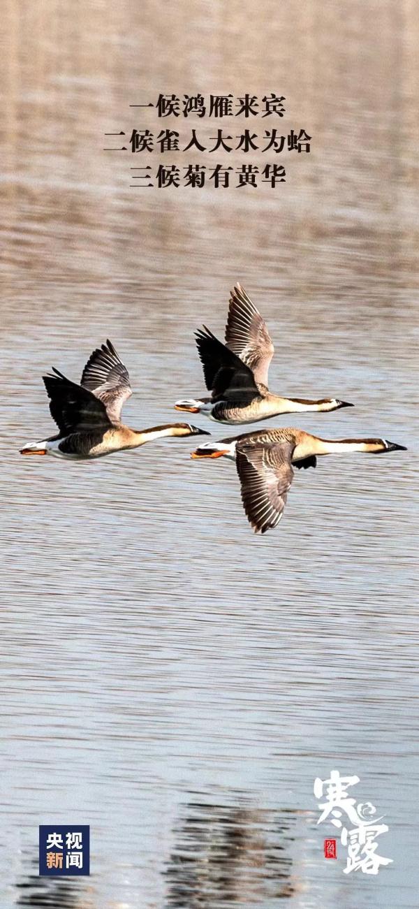 今日寒露 | 注意养生
