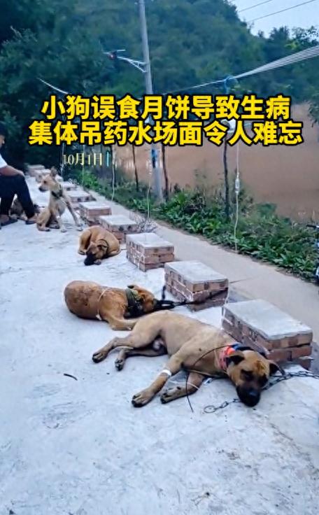 心疼又好笑!狗狗集体趴地打吊针,原来因为... 心疼又好笑!狗狗集体趴地打吊针,原来因为...