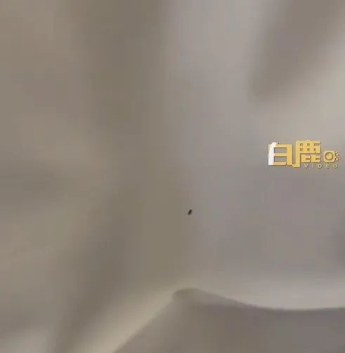 上海一酒店拖鞋上有虫子和头发？酒店这样回应，网友表示不能接受