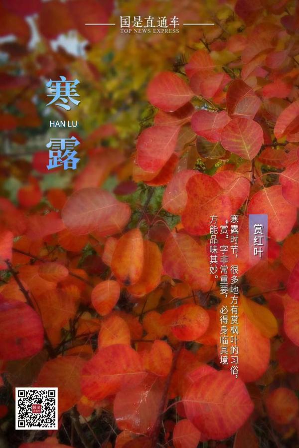 今日寒露：赏红叶、醉江蟹、觅秋茶