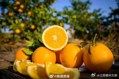 赣南脐橙采摘时间定了