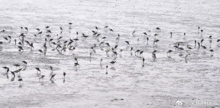 “鸟挤鸟”“排排睡”！深圳湾迎来今年首批南迁候鸟