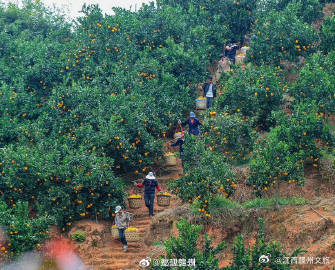 赣南脐橙采摘时间定了