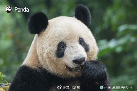 大熊猫香香正式与公众见面