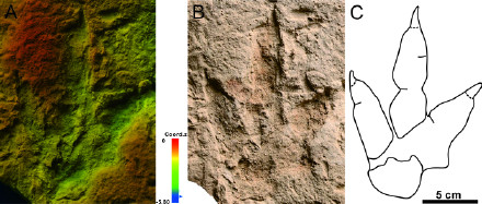 哈密翼龙动物群首次发现恐龙足迹化石