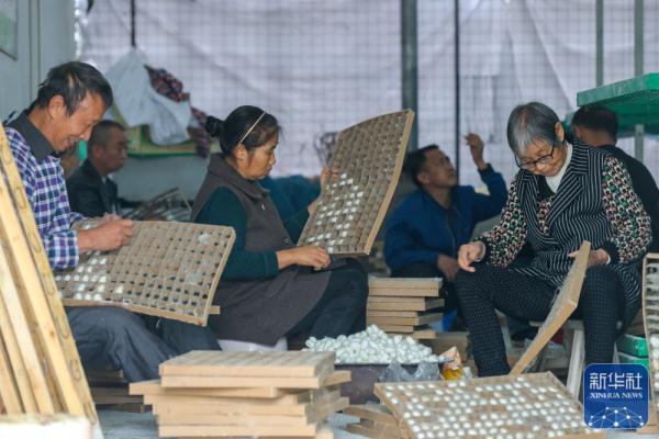 四川宜宾:蚕茧迎丰收 四川宜宾:蚕茧迎丰收