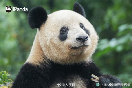 大熊猫香香亮相四川雅安