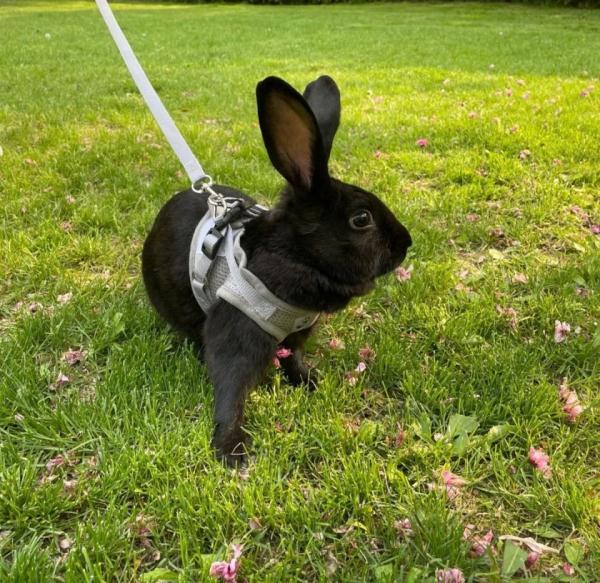 喂猫遛狗一周赚上万元,旅游越热宠物寄养越好赚 喂猫遛狗一周赚上万元,旅游越热宠物寄养越好赚