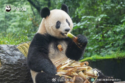 大熊猫香香正式与公众见面