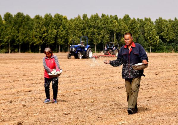石家庄栾城：金秋农事忙