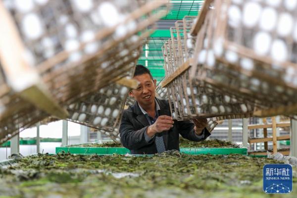 四川宜宾:蚕茧迎丰收 四川宜宾:蚕茧迎丰收