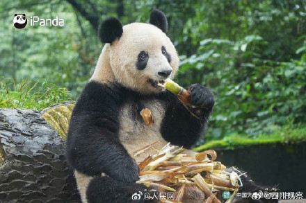 大熊猫香香亮相四川雅安