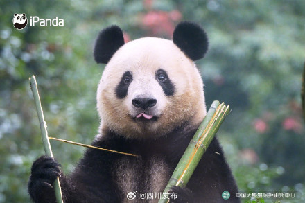 大熊猫香香正式与公众见面